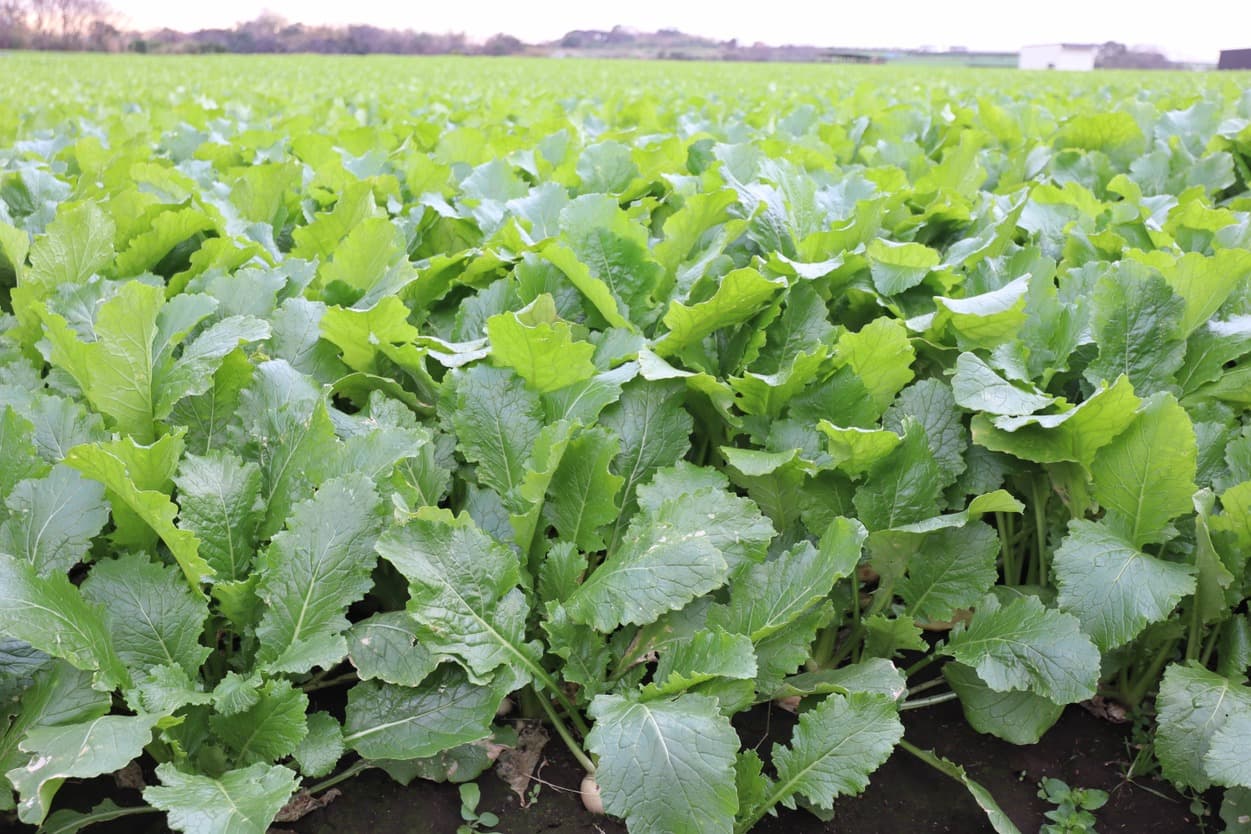 岩崎ファーム　すずな