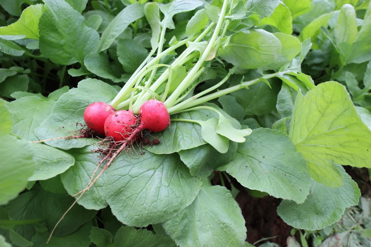 岩崎ファーム　すずな（赤）