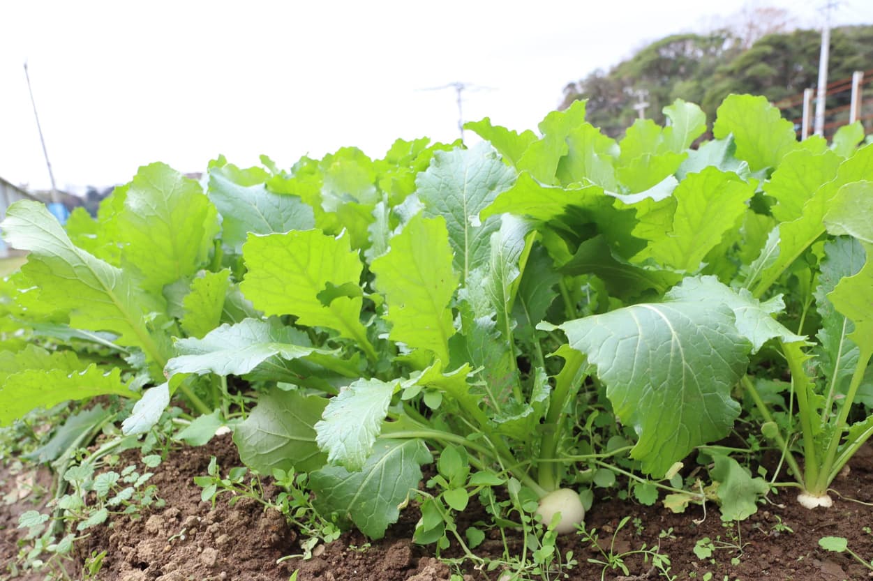 岩崎ファーム　すずな