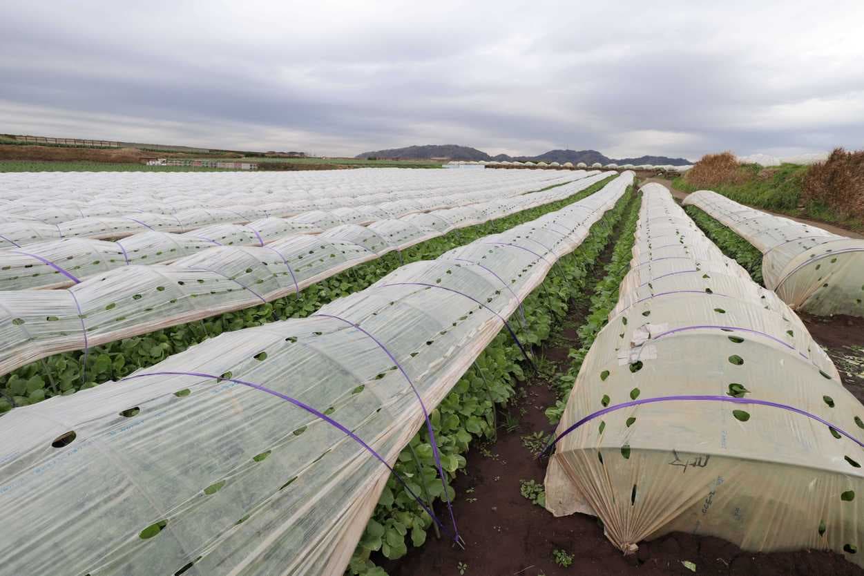 岩崎ファーム　すずしろ