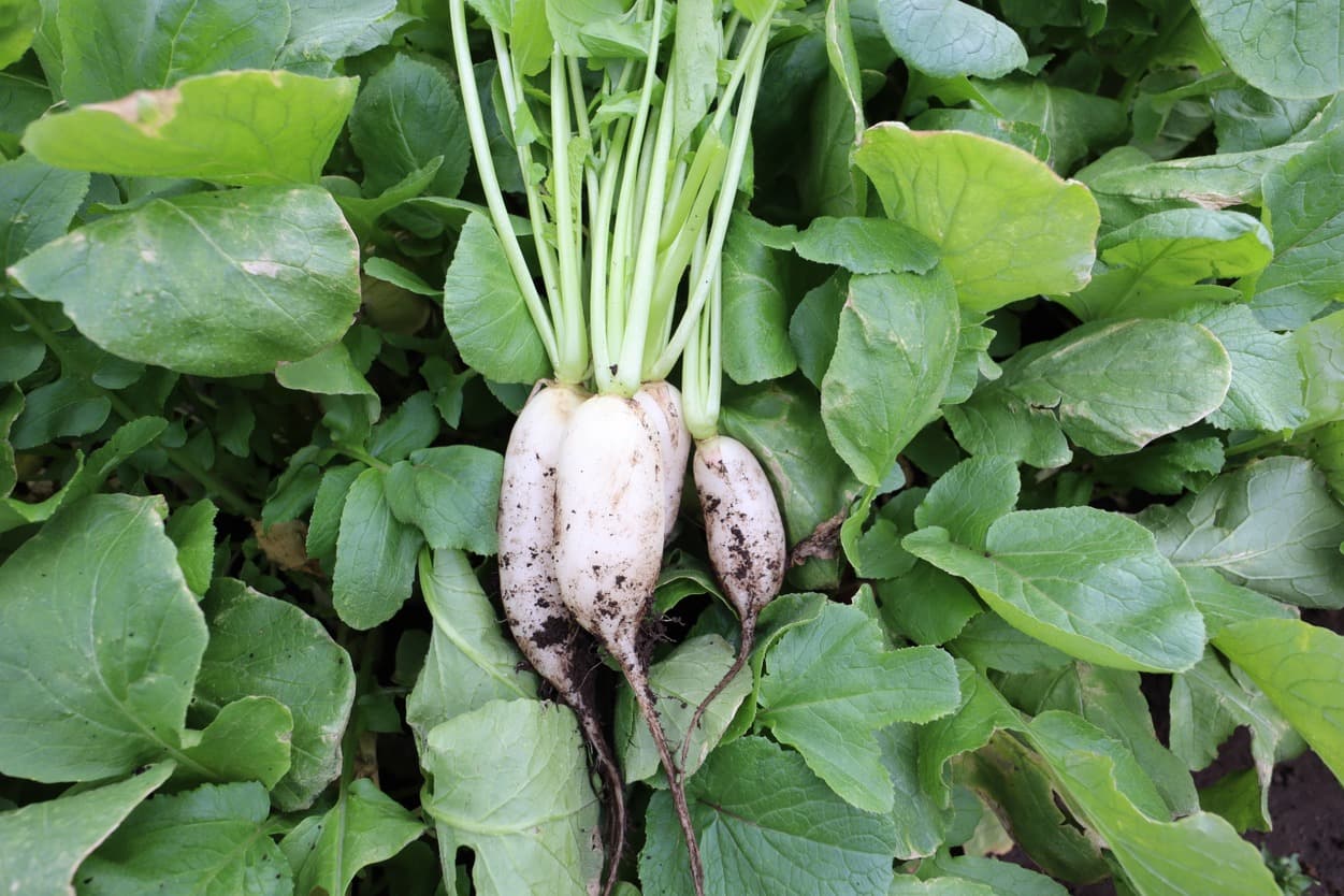 岩崎ファーム　すずしろ