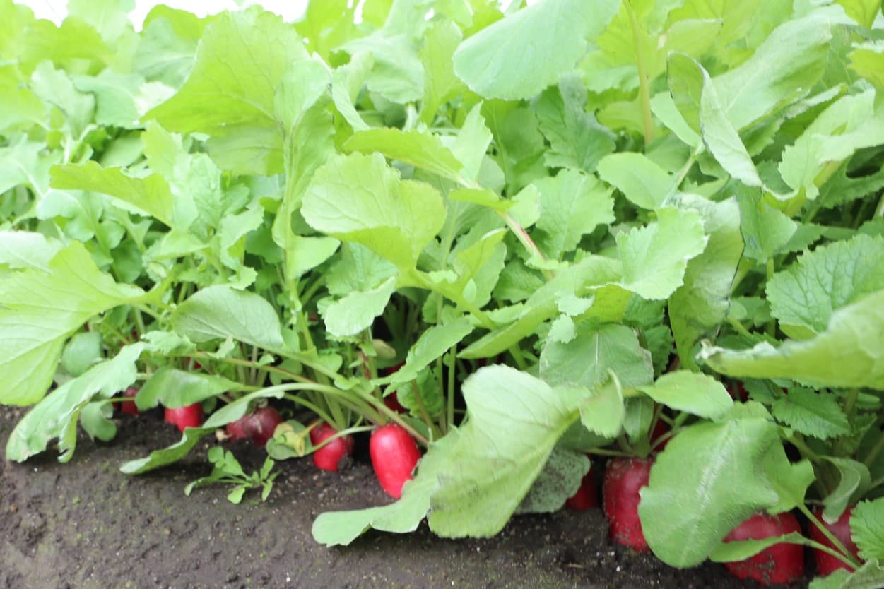 岩崎ファーム　すずしろ（赤）