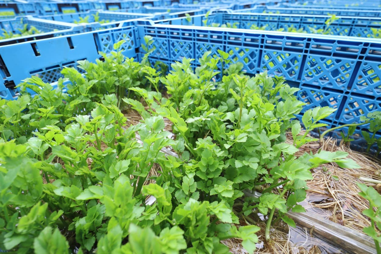 岩崎ファーム　せり