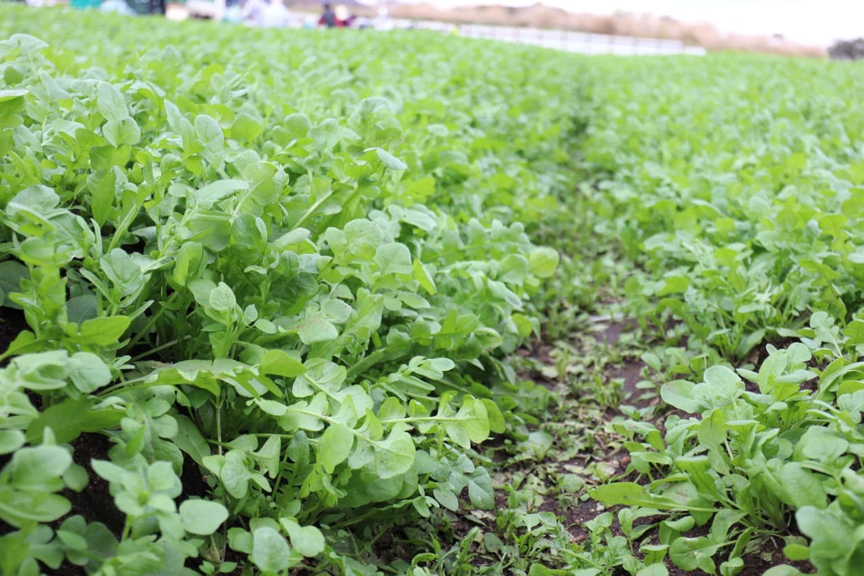 岩崎ファーム　なずな