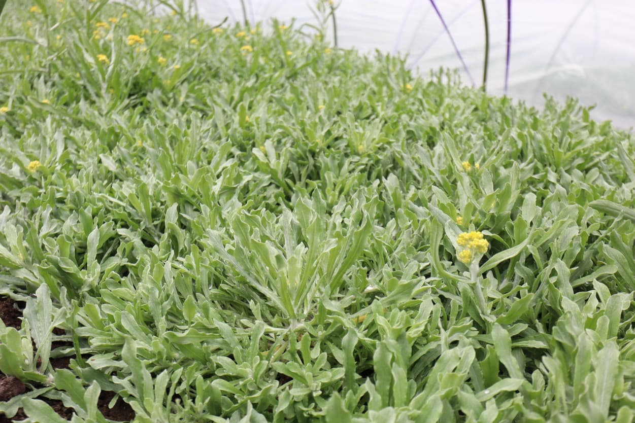 岩崎ファーム　ごぎょう