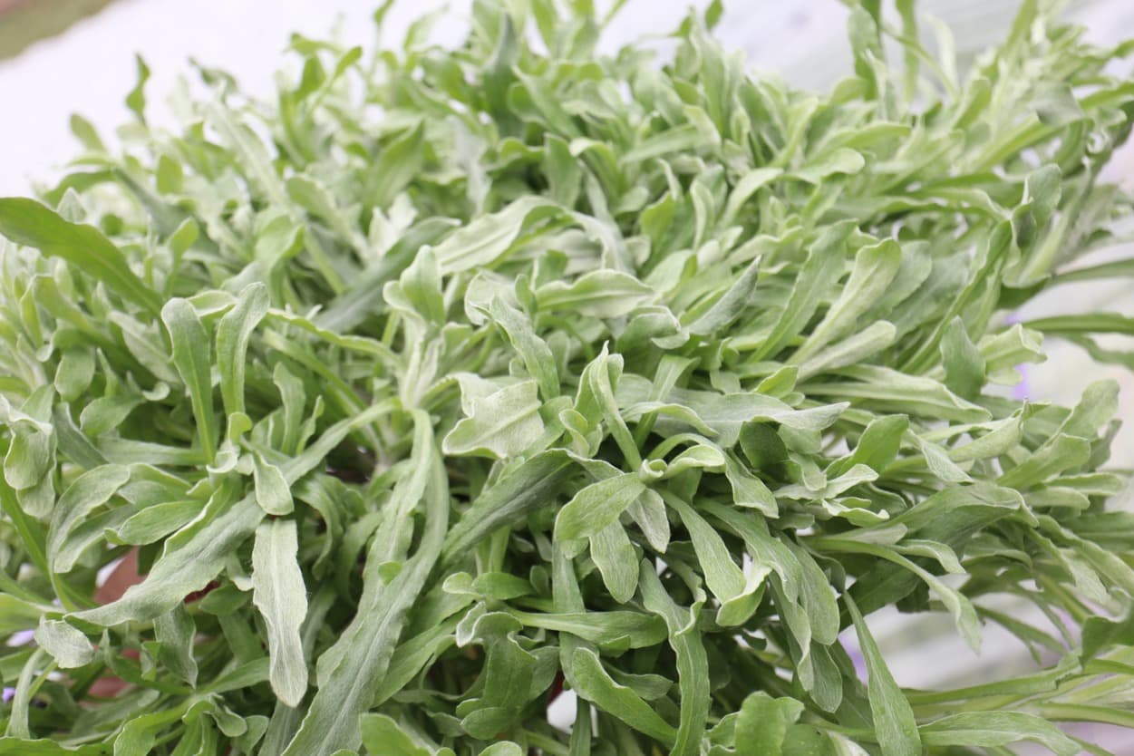 岩崎ファーム　ごぎょう