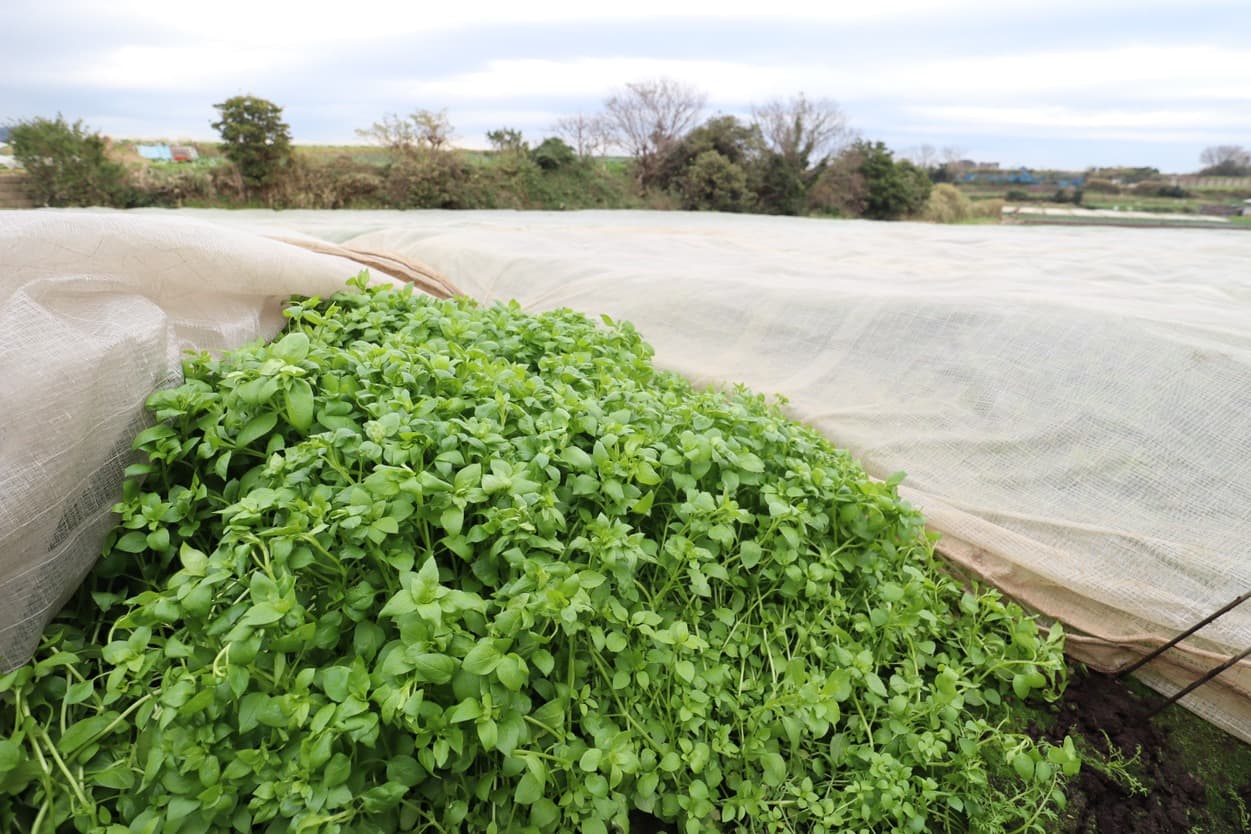 岩崎ファーム　はこべら