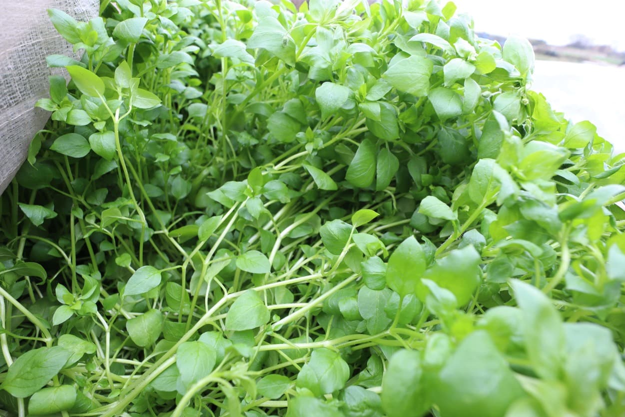 岩崎ファーム　はこべら