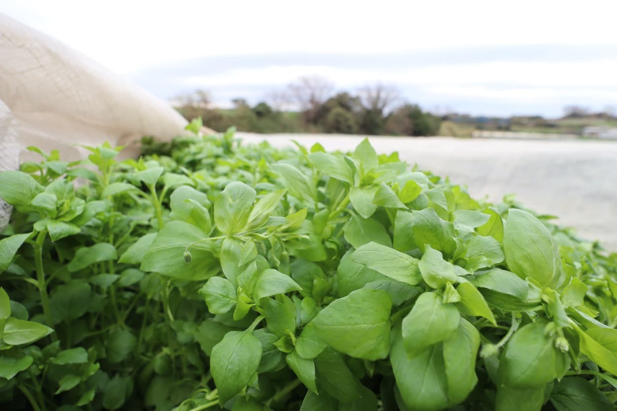 岩崎ファーム　はこべら