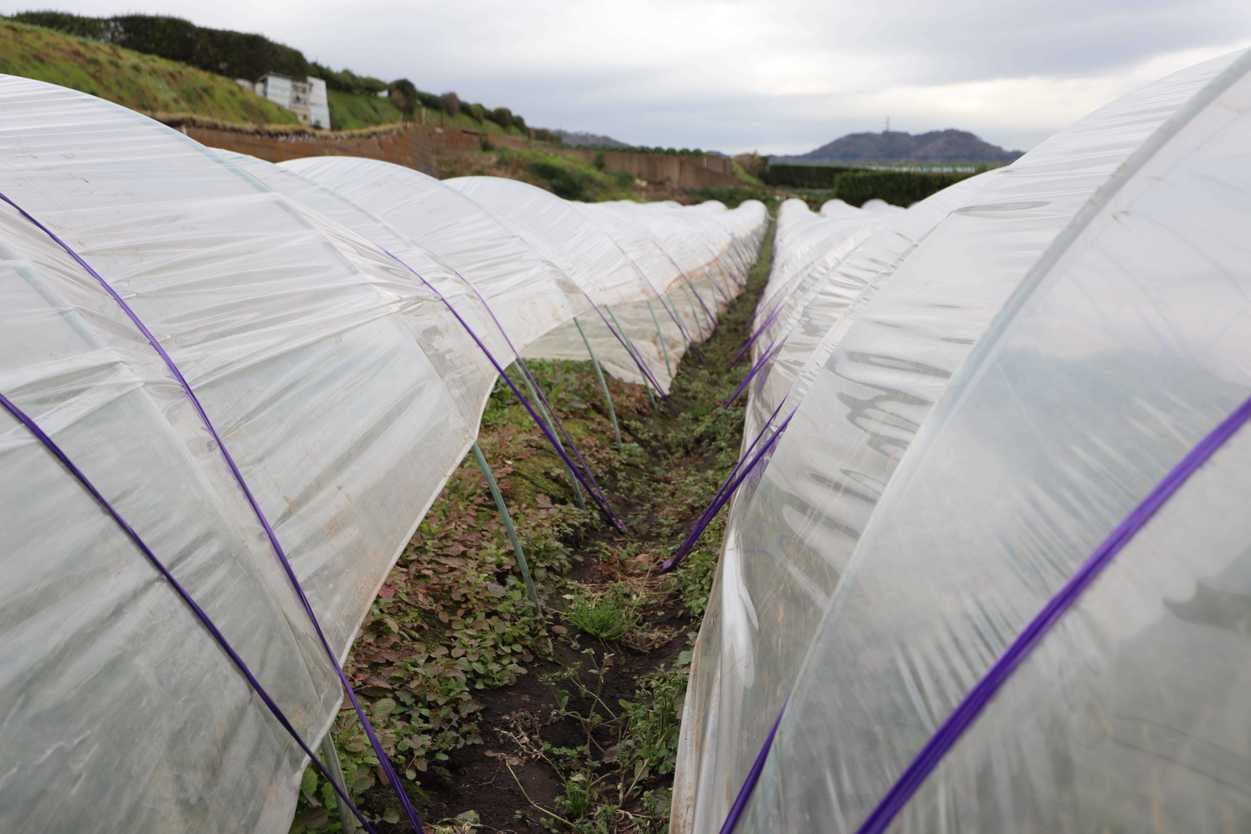 岩崎ファーム　ほとけのざ