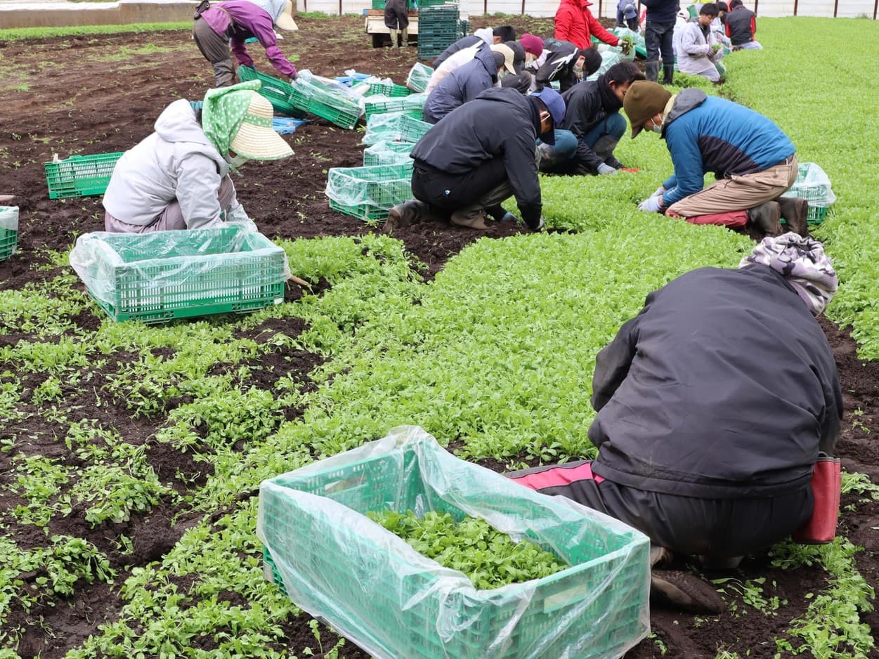 岩崎ファーム　収穫作業