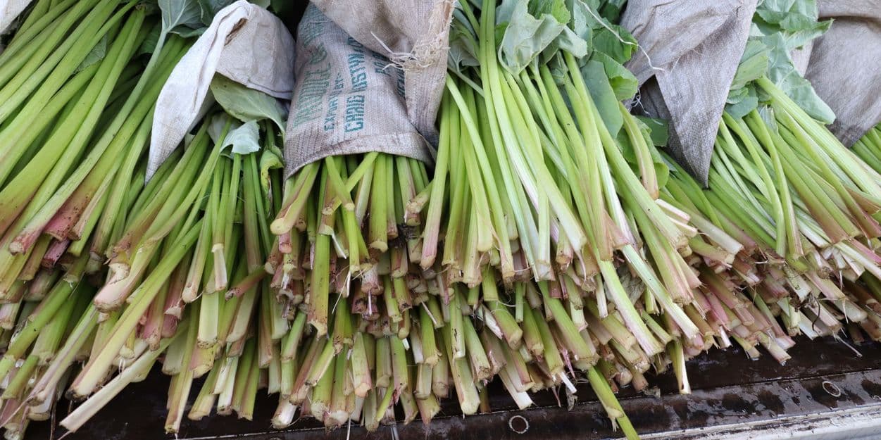 伝統野菜　ふき