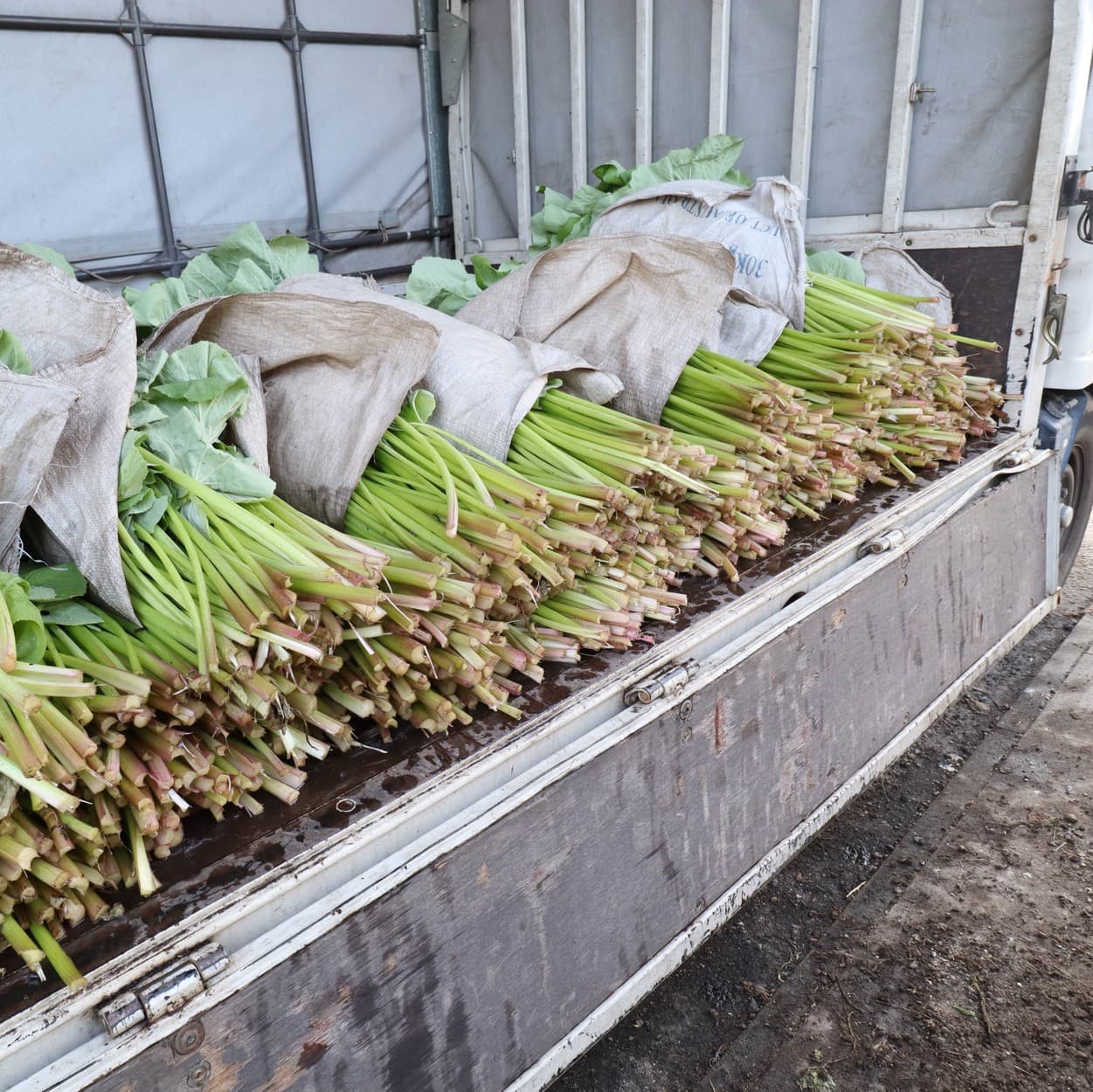 金子農園　ふきをトラックの荷台に