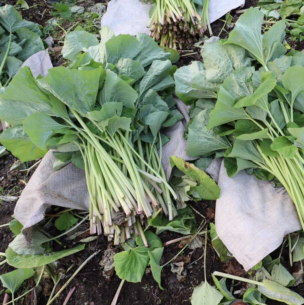 金子農園　刈り取ったふきを束ねる