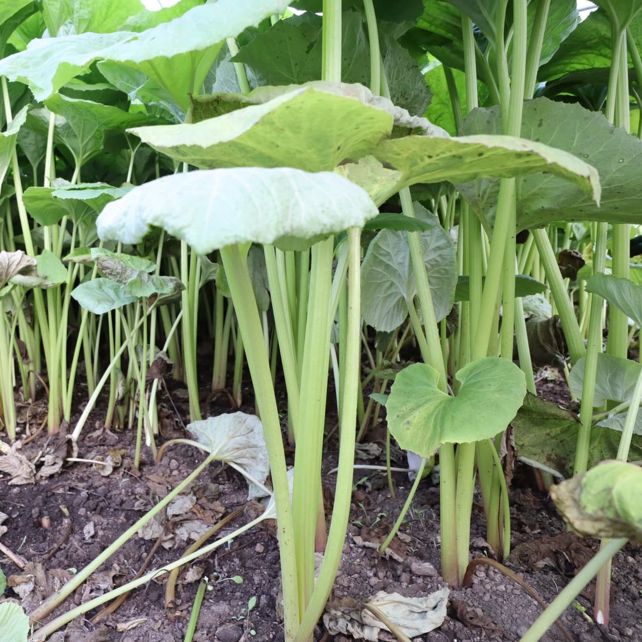 金子農園　収穫を迎えたふき