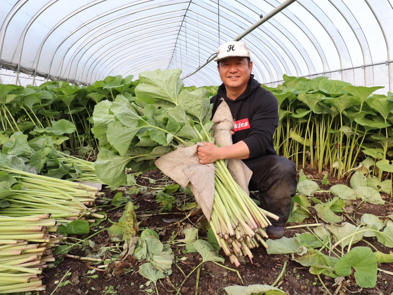 ふきの生産者　金子洋一さん