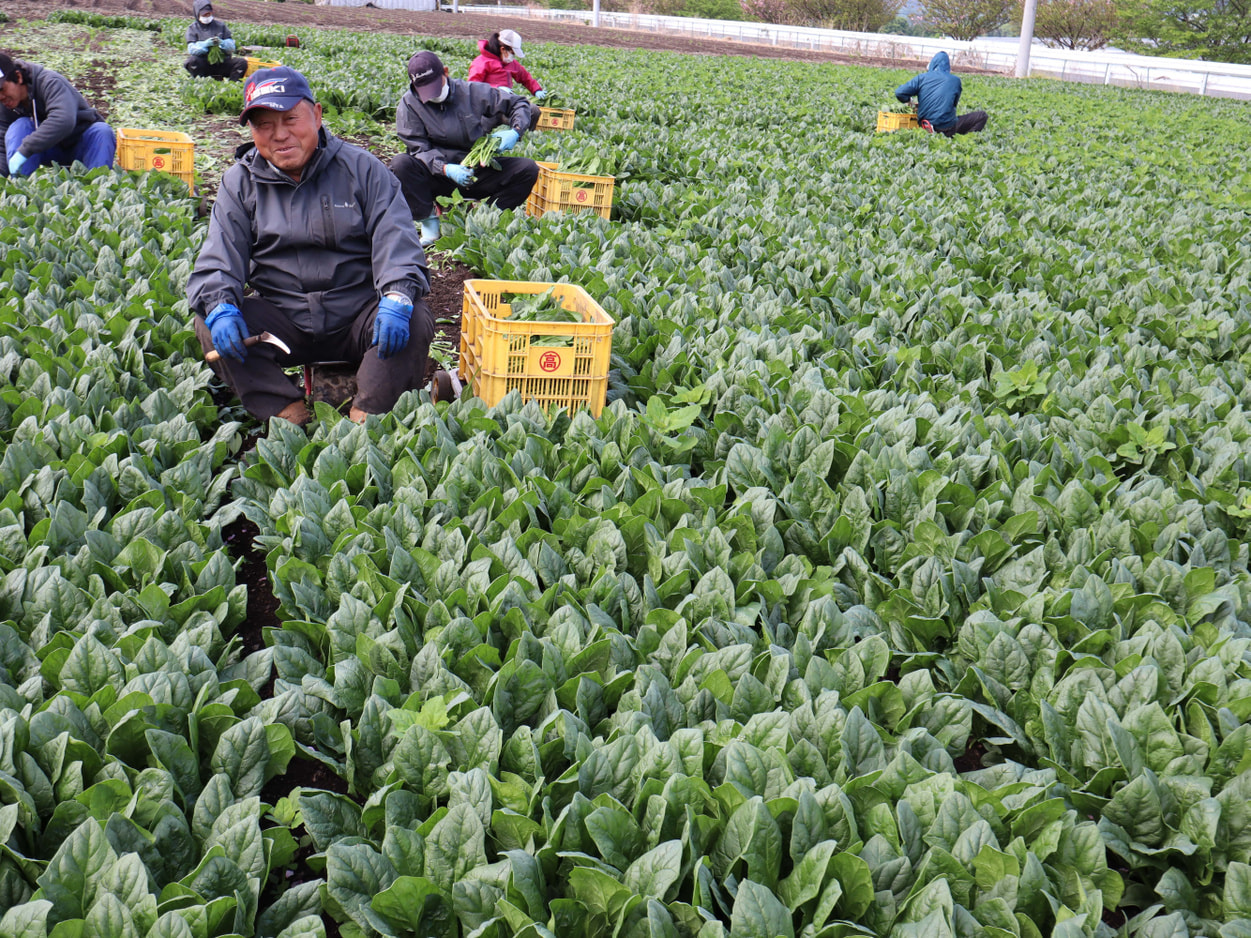 昭和村　角田農園　ほうれん草の収穫風景