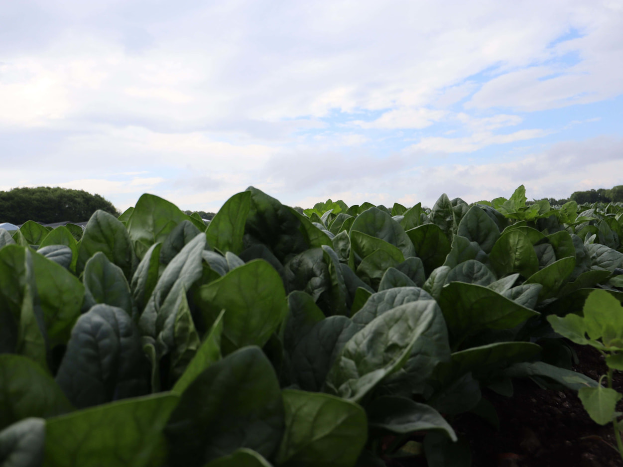 昭和村　高原のほうれん草