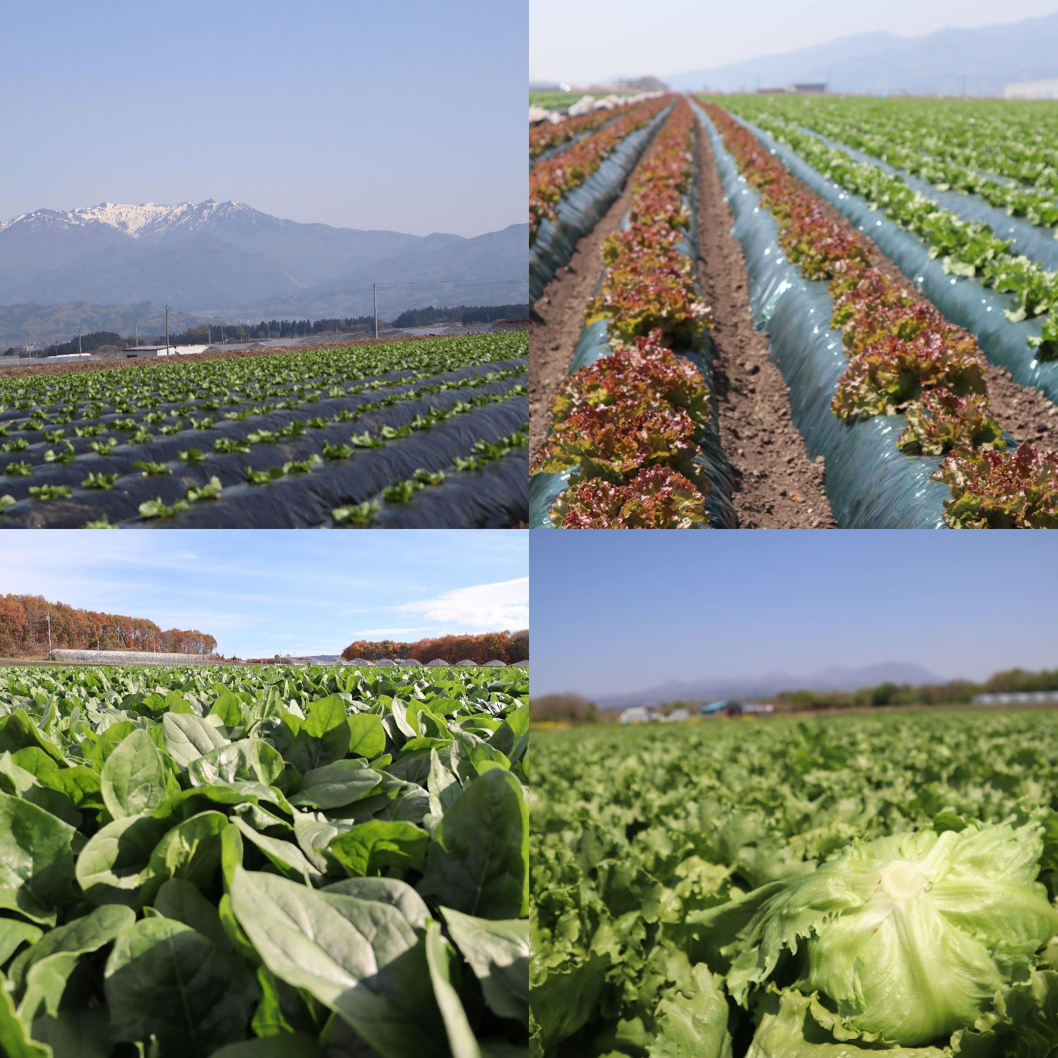 昭和村の生産物