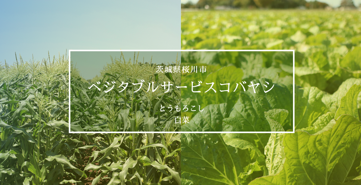 茨城県　ベジタブルサービスコバヤシ