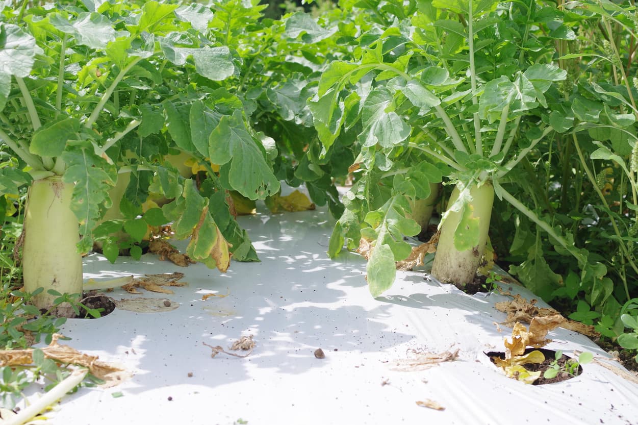 皇海高原　大根