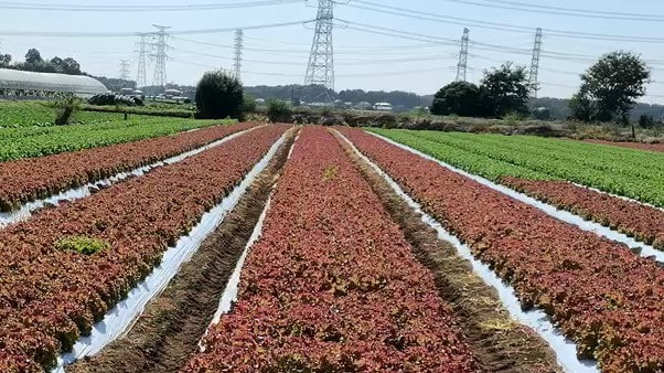 タキイ種苗　リーフレタス