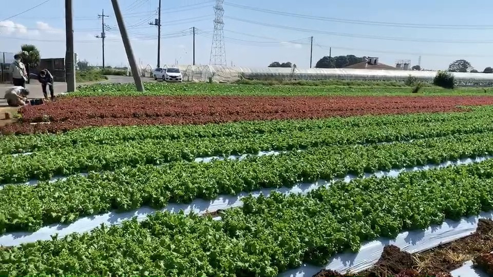 タキイ種苗　リーフレタス