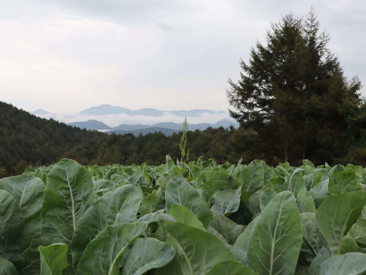 JA長野八ヶ岳　南相木支所