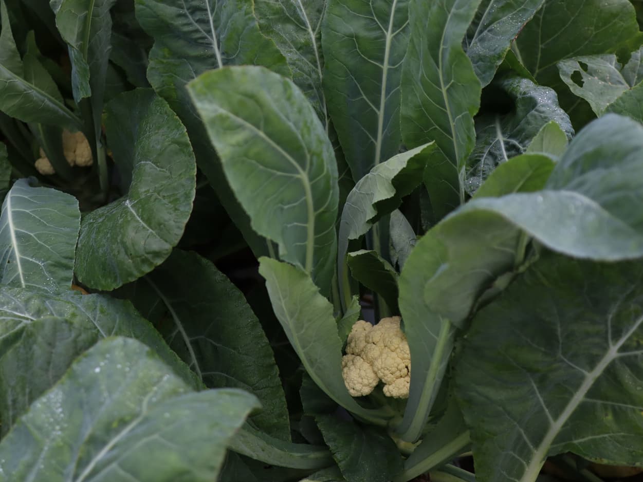 南相木村　坂本貢さんの白菜　半割