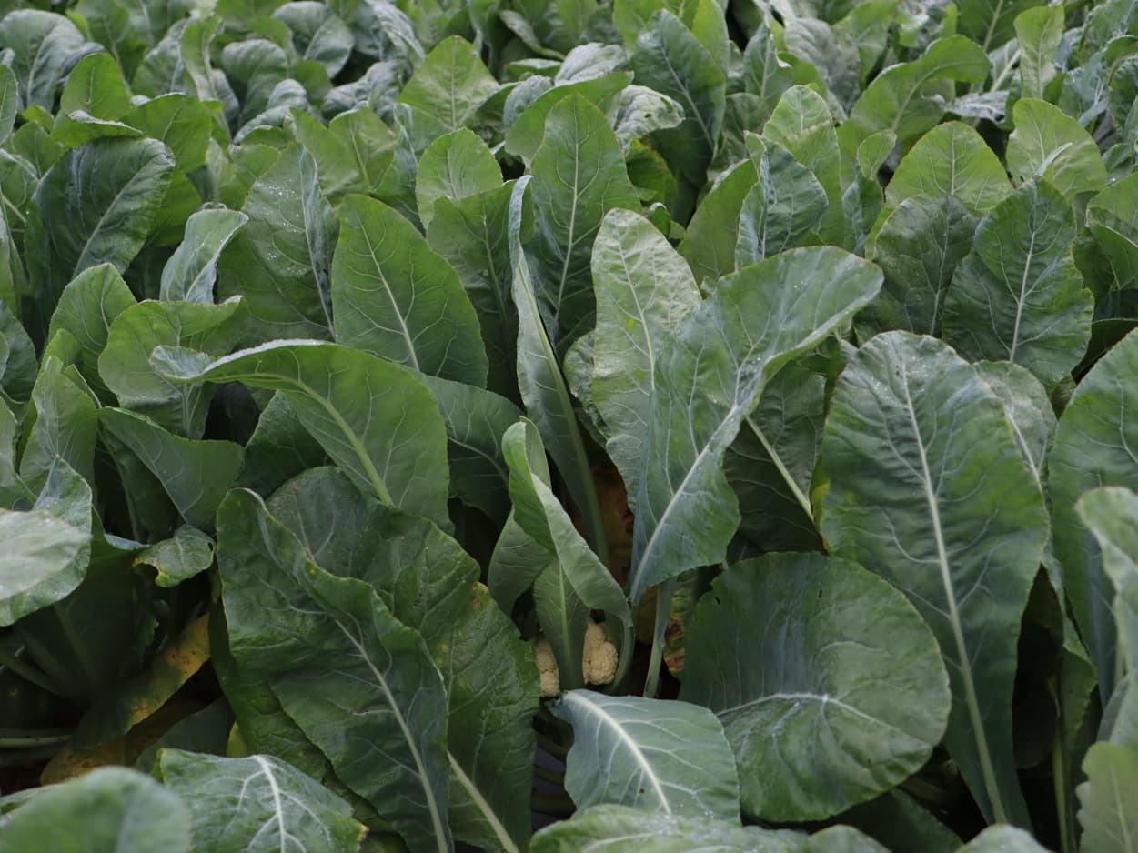 南相木村　坂本貢さんの白菜