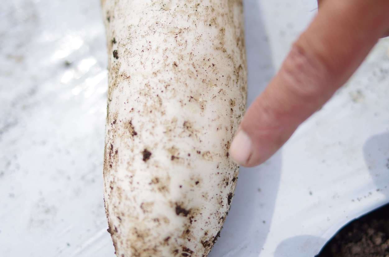 皇海高原　大根