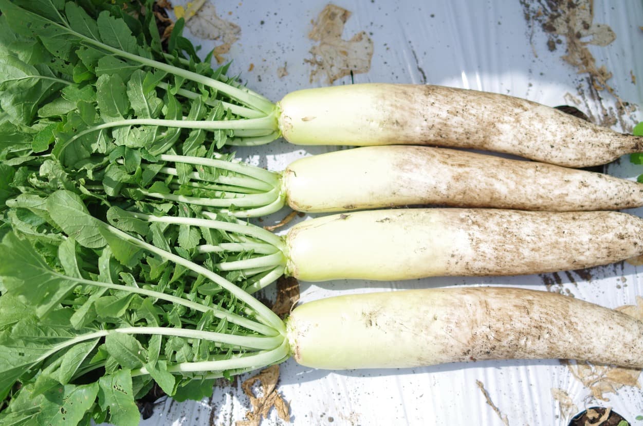 皇海高原　大根