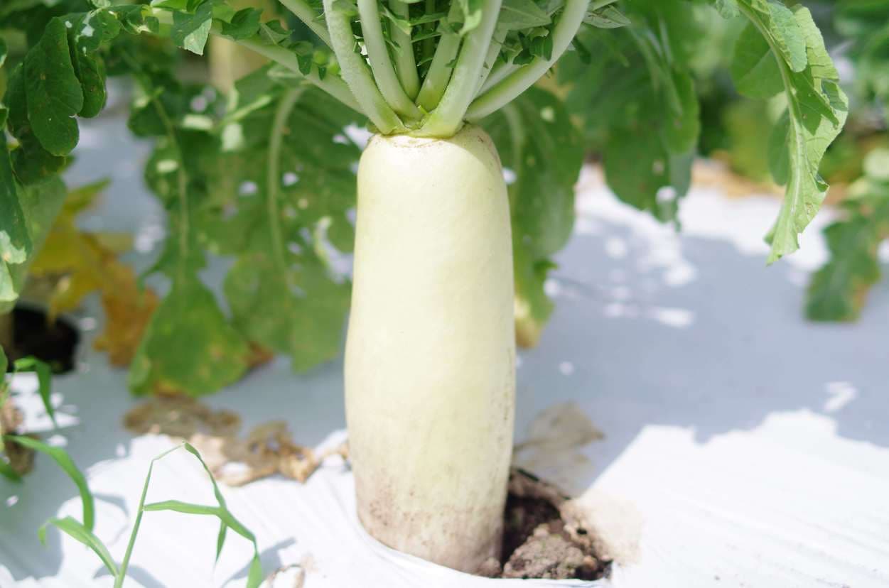 皇海高原　大根