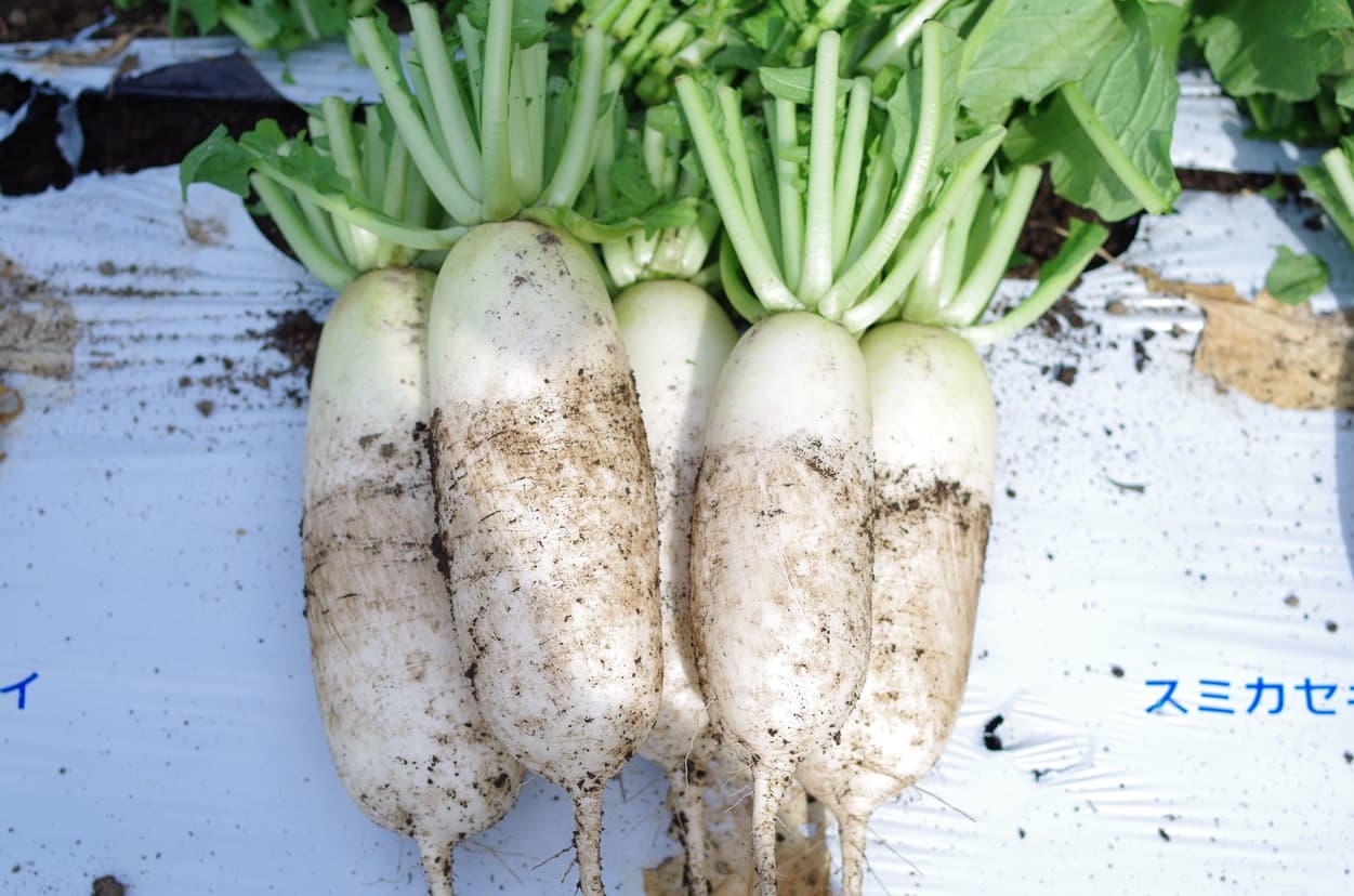 皇海高原　ミニ大根