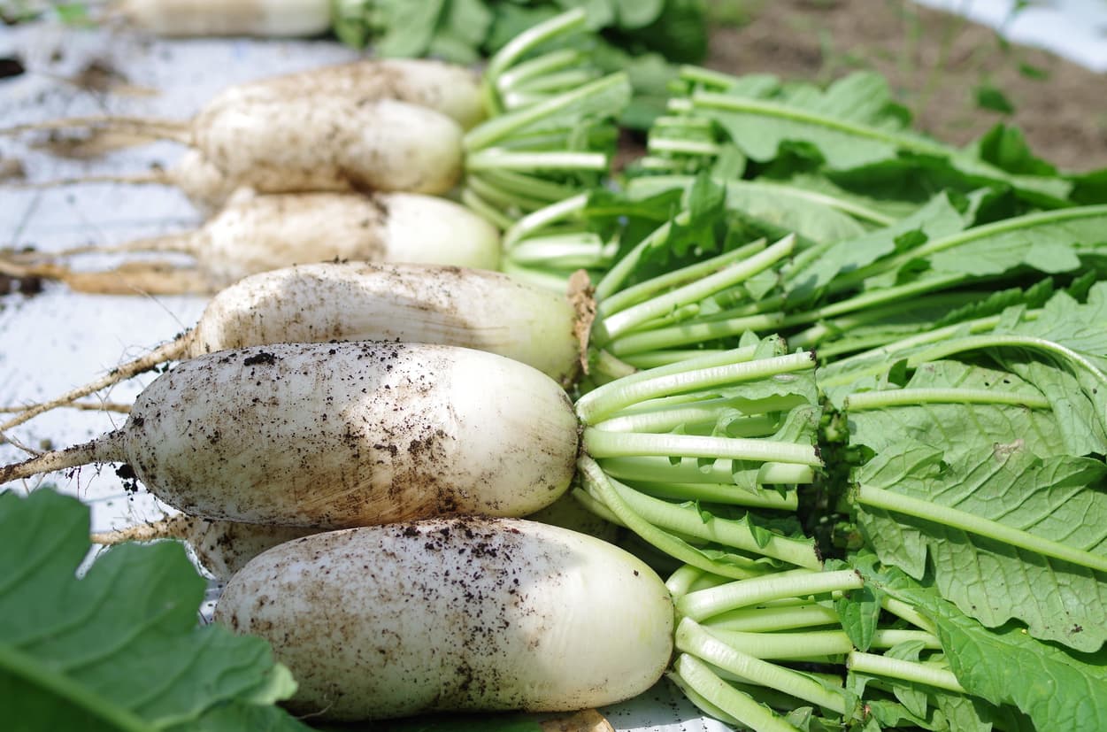 皇海高原　ミニ大根