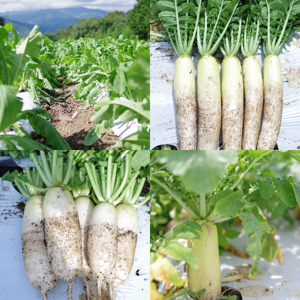皇海高原　大根