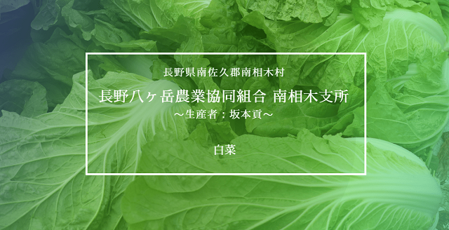 長野県南相木村　白菜