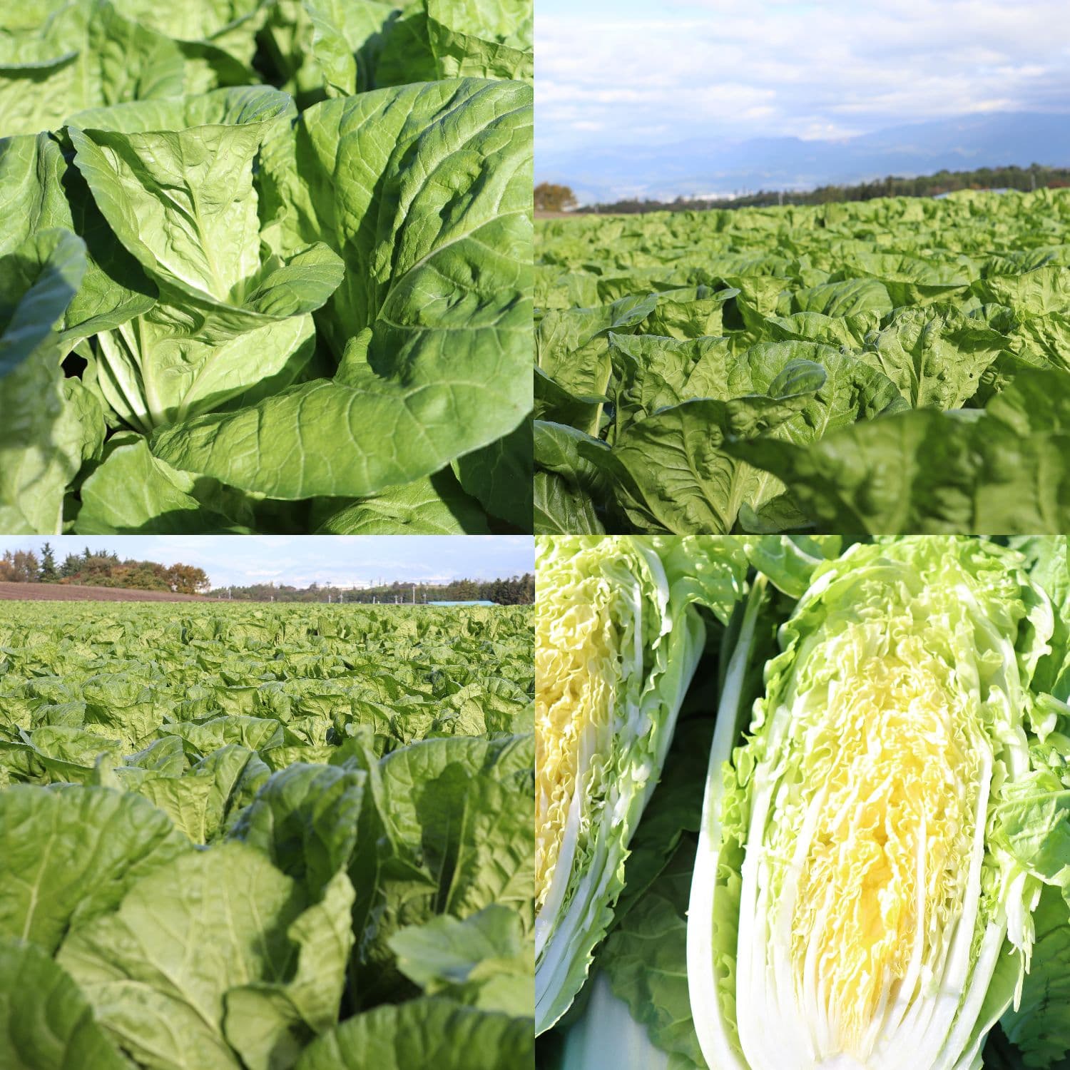 昭和村　タイニーシュシュ