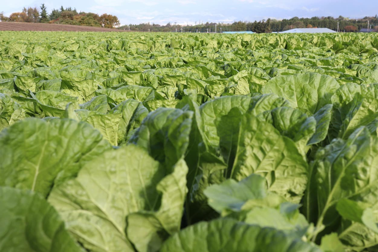 昭和村　タイニーシュシュ