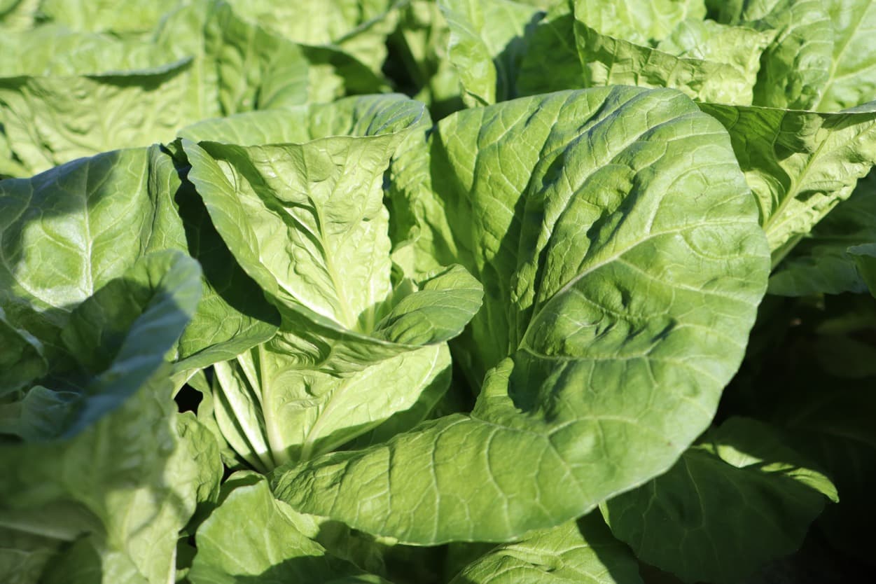 昭和村　タイニーシュシュ