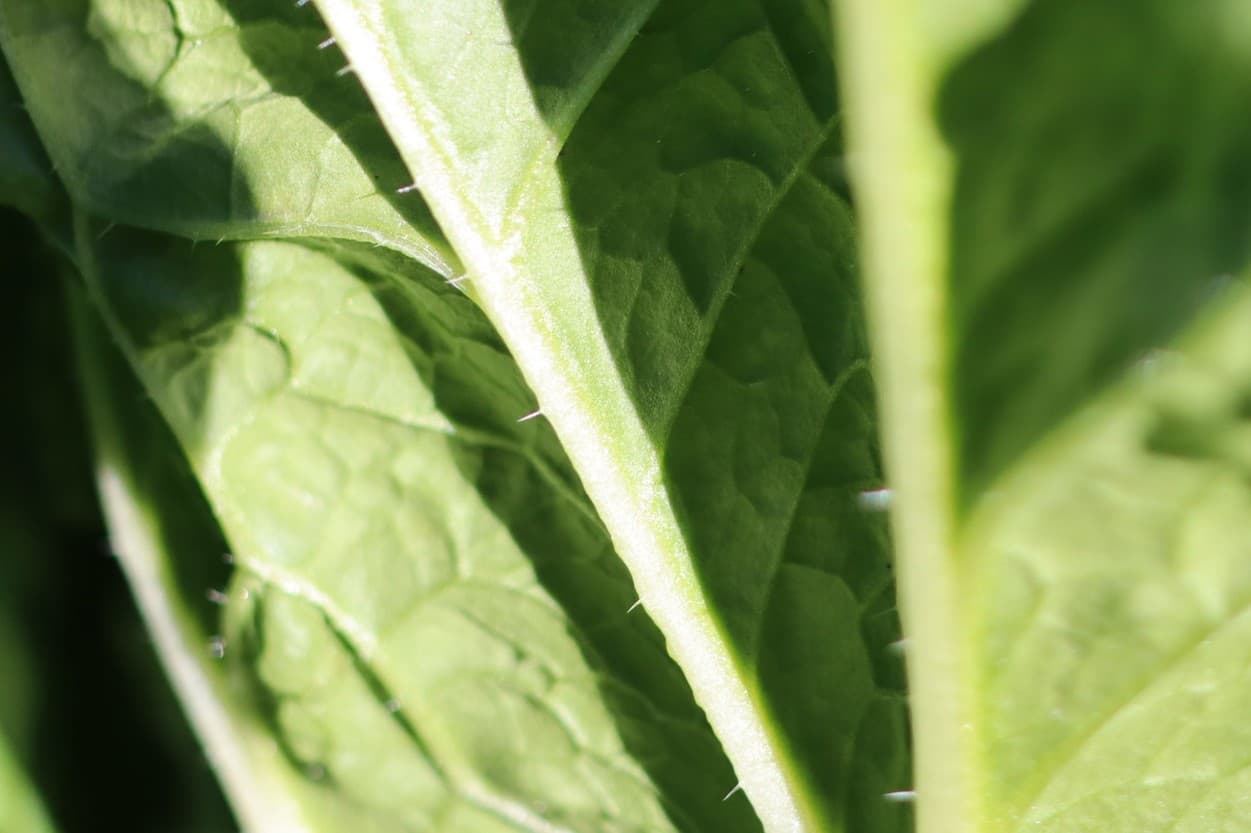 白菜のとげ