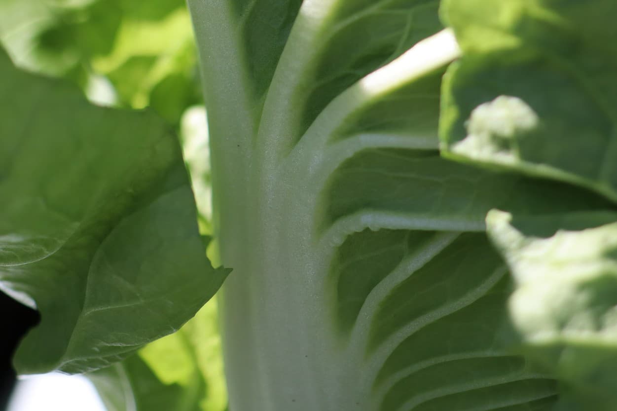 タイニーシュシュの葉脈