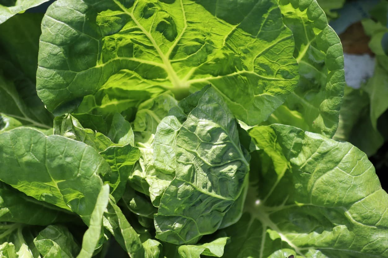 昭和村　タイニーシュシュ