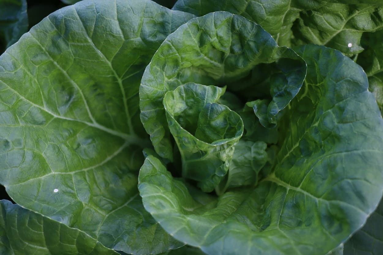 昭和村　タイニーシュシュ