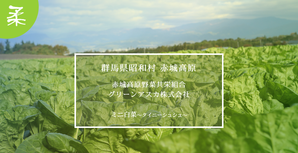 昭和村　ミニ白菜