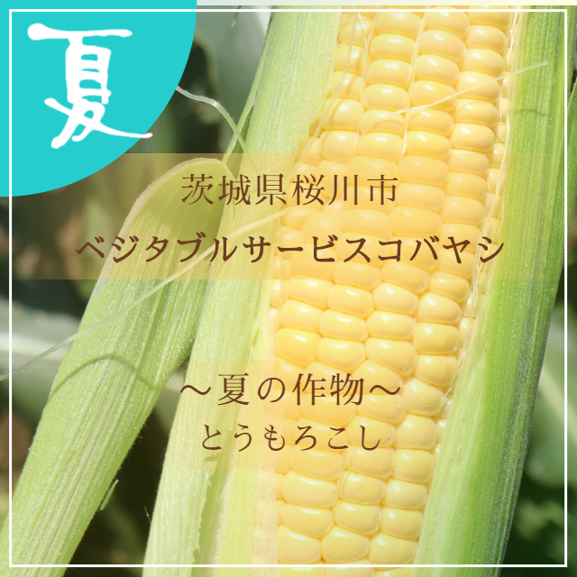 ベジタブルサービスコバヤシ　トウモロコシ
