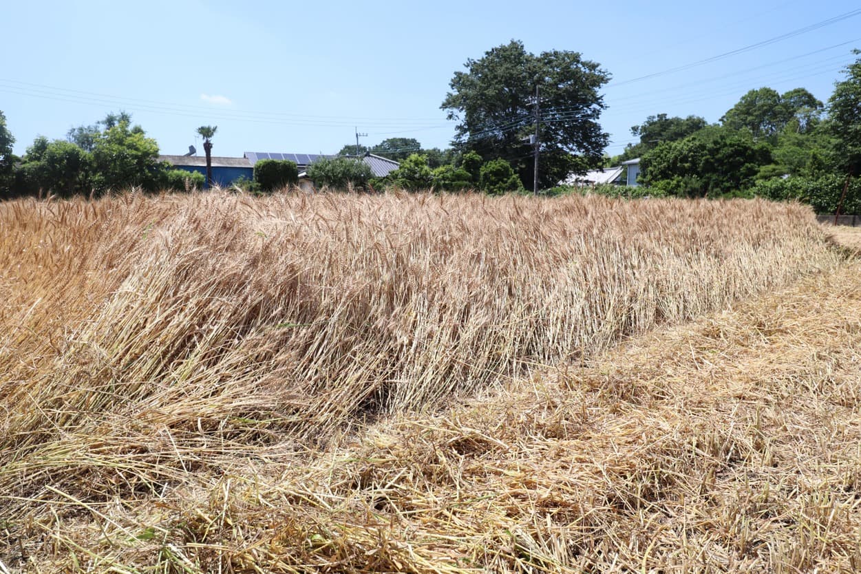 ベジタブルサービスコバヤシ　小麦畑