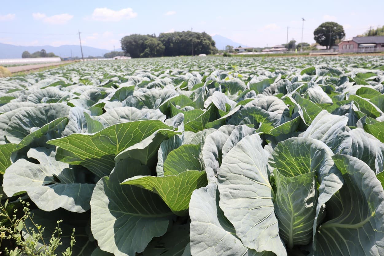 ベジタブルサービスコバヤシ　キャベツ畑