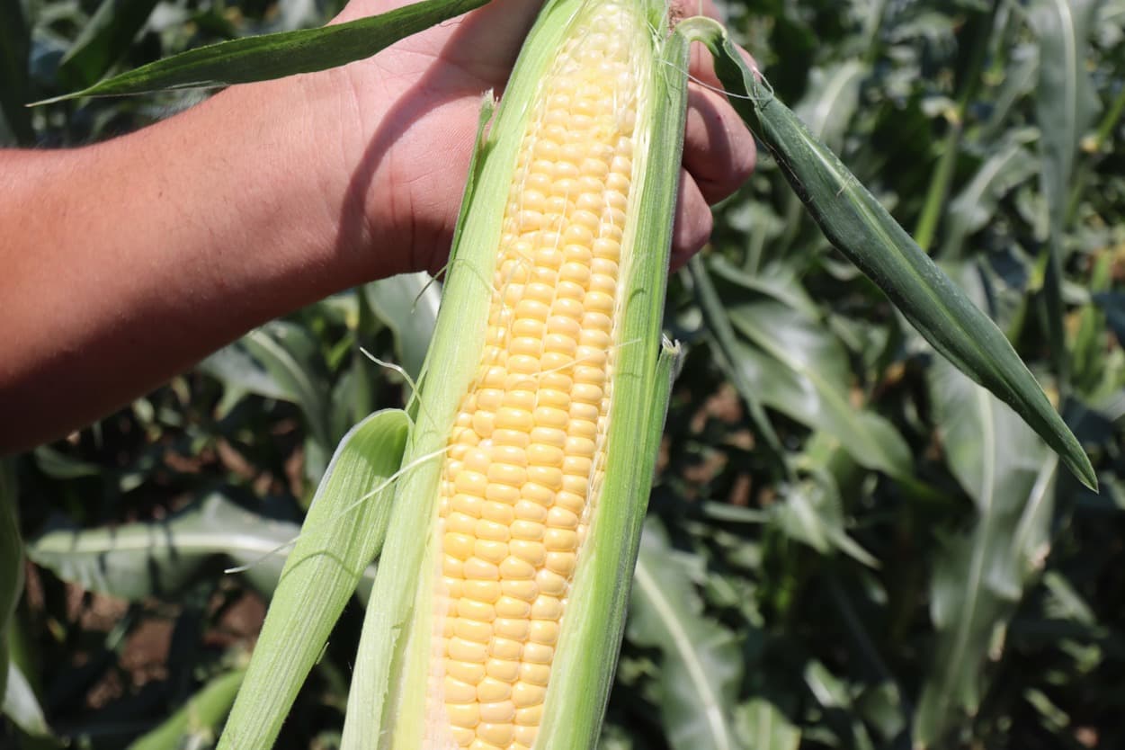 ベジタブルサービスコバヤシ　トウモロコシ