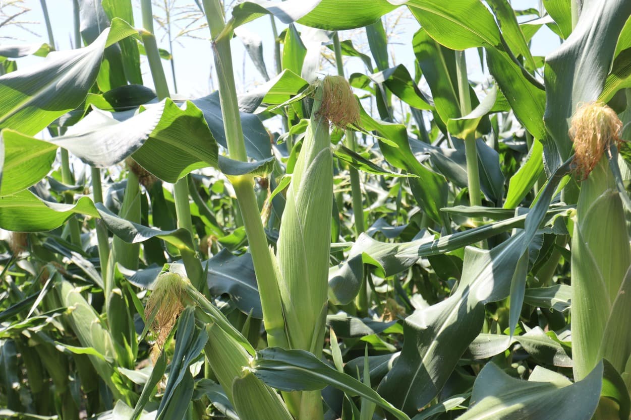 ベジタブルサービスコバヤシ　トウモロコシ